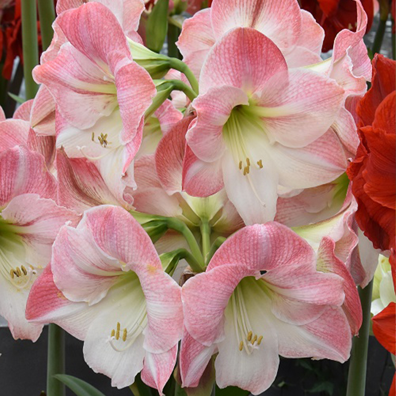 Amaryllis