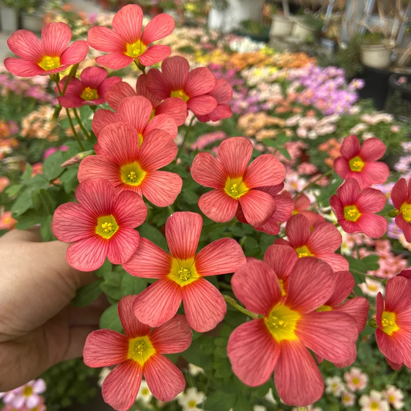 ✨Rabatt zum halben Preis🩷Oxalis-Samen🌈Regenbogenserie