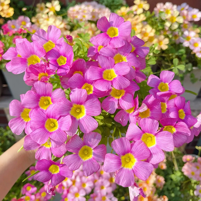 ✨Rabatt zum halben Preis🩷Oxalis-Samen🌈Regenbogenserie