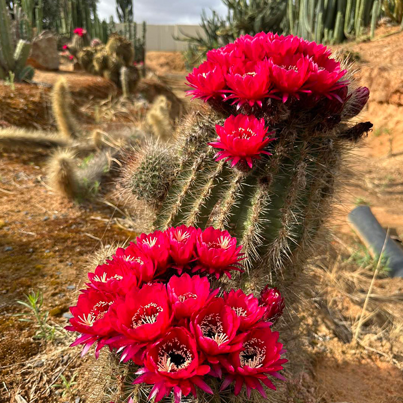 🦄Magische Pflanze🌵Blühender Kaktus💖heißer Verkäufer