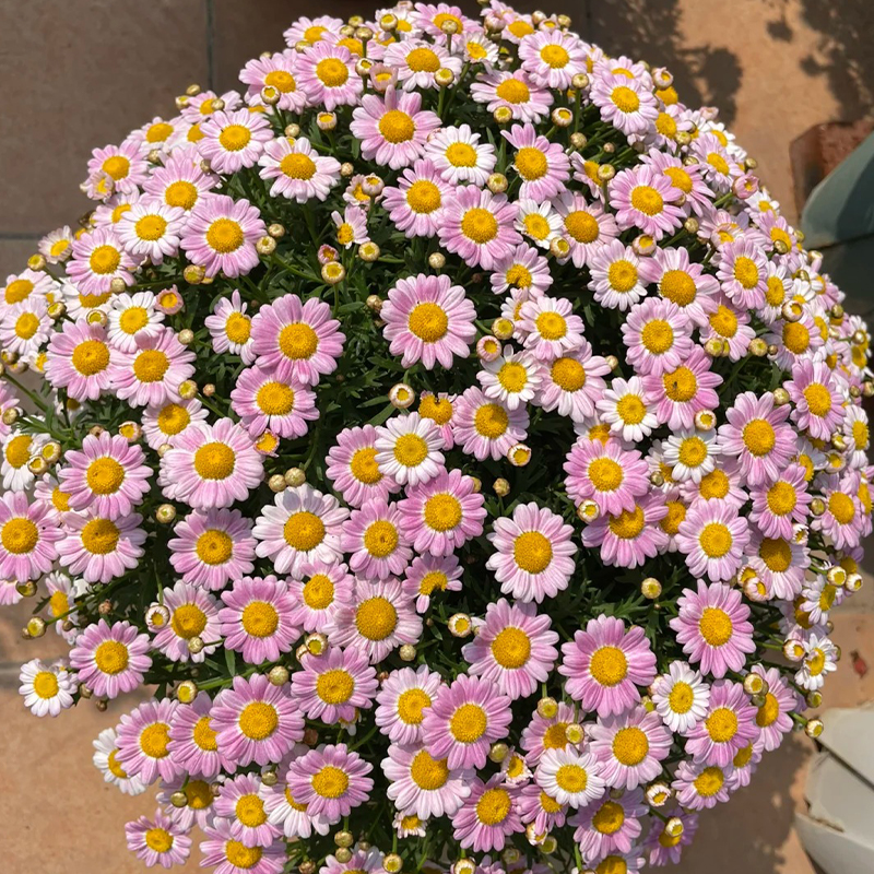💥Frühjahrsauswahl💓Margeriten Chrysantheme Samen🌿Bezaubernde Blüten