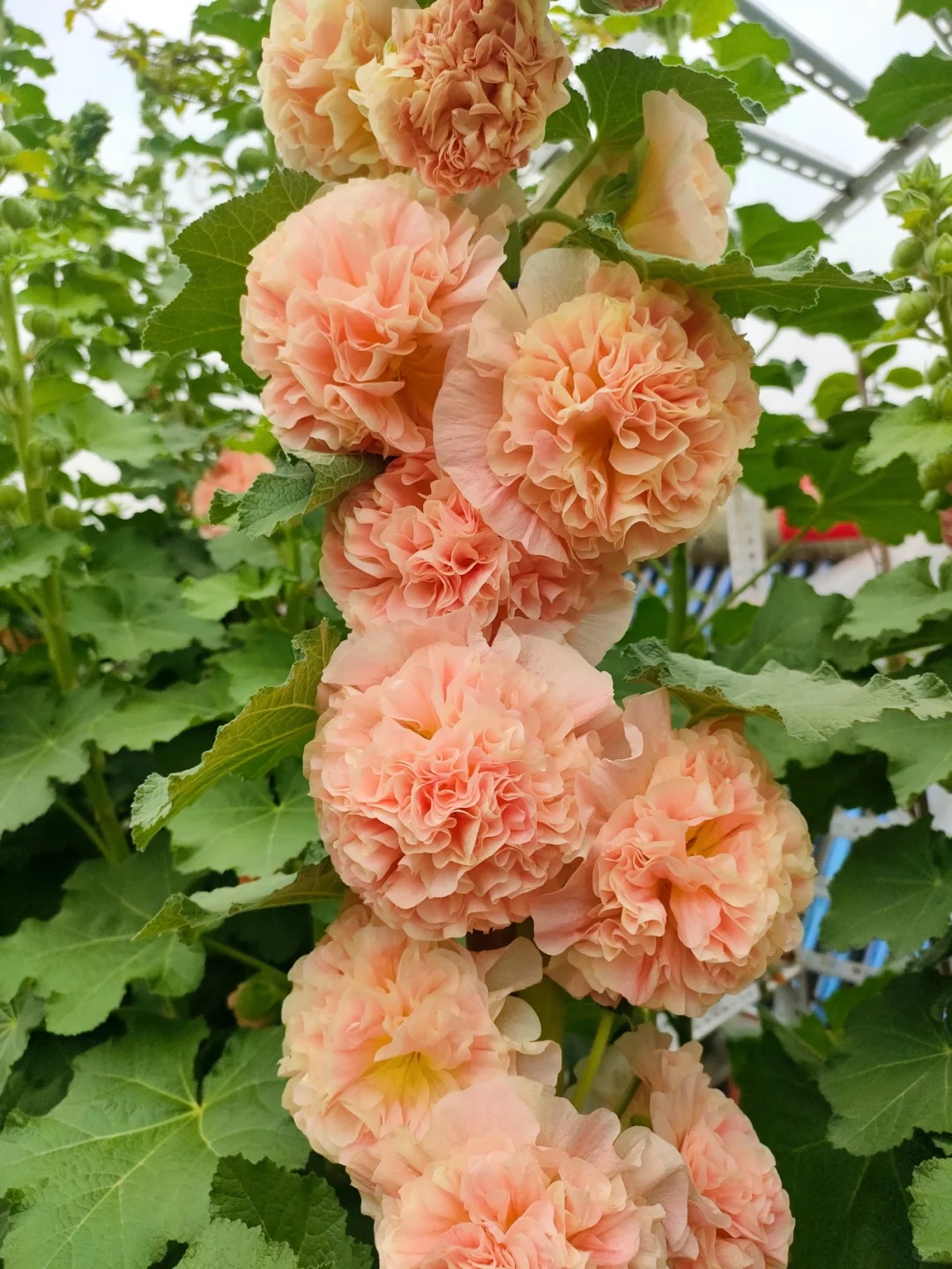 🌸 Schöne Stockrosen: Einfach zu pflanzen, Jahr für Jahr blühen! 🌸