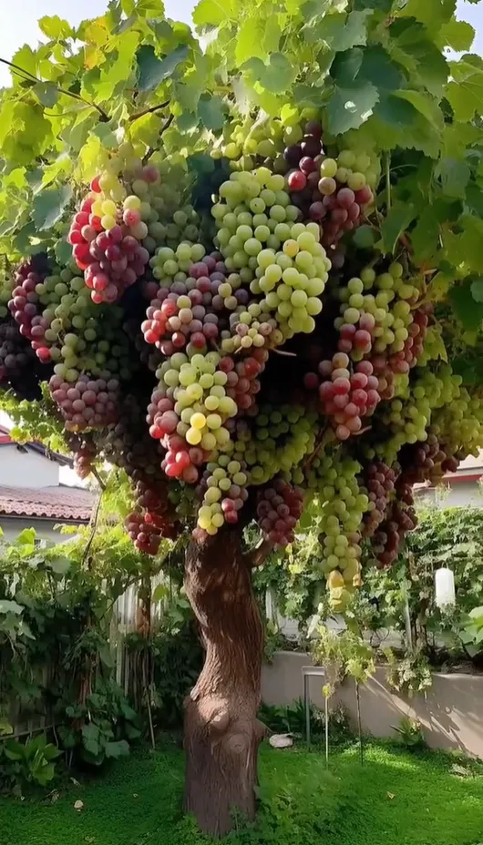 Giant Grape Tree Seeds: Thin-Skinned, Large, and Seedless 🍇🌿