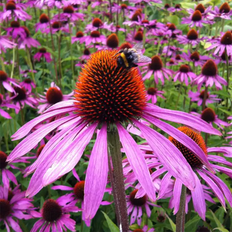 💖Halber Preis🌈süße Echinacea🦄einfach zu züchten