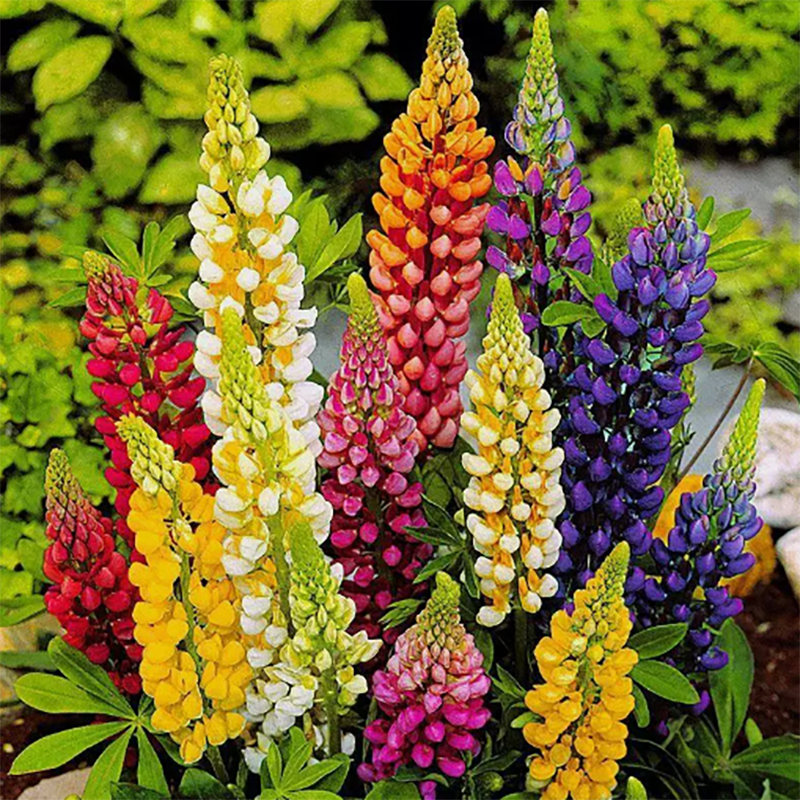 🚀Halber Preisnachlass💖Lupinenblüten🌈wunderschönes Dekogras