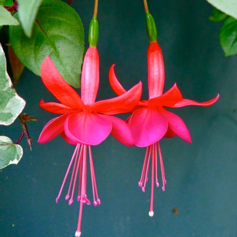❗Rabatt zum halben Preis🌺Fuchsiensamen🦄Zauberpflanze