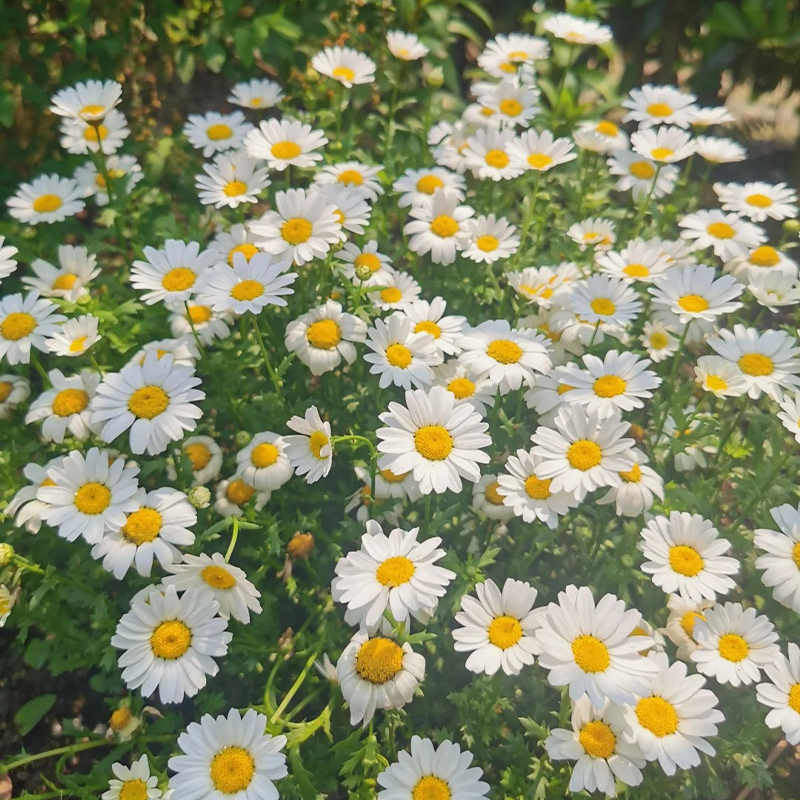Gänseblümchen