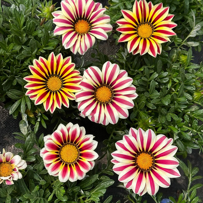 ❗Magische Pflanze💖Rote Sonnenblume✨Zeitlich begrenztes Angebot