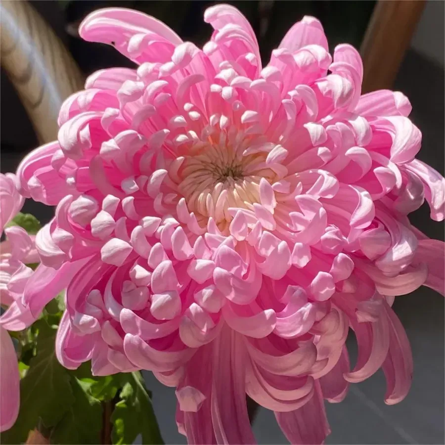 🌸 Große doppelblättrige Chrysanthemen - 50%+ Rabatt auf Premium-Samen 🎉💰