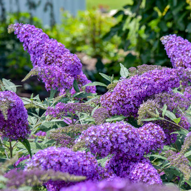 Sommerflieder