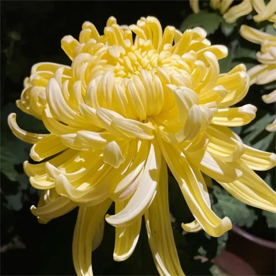 🌸 Große doppelblättrige Chrysanthemen - 50%+ Rabatt auf Premium-Samen 🎉💰