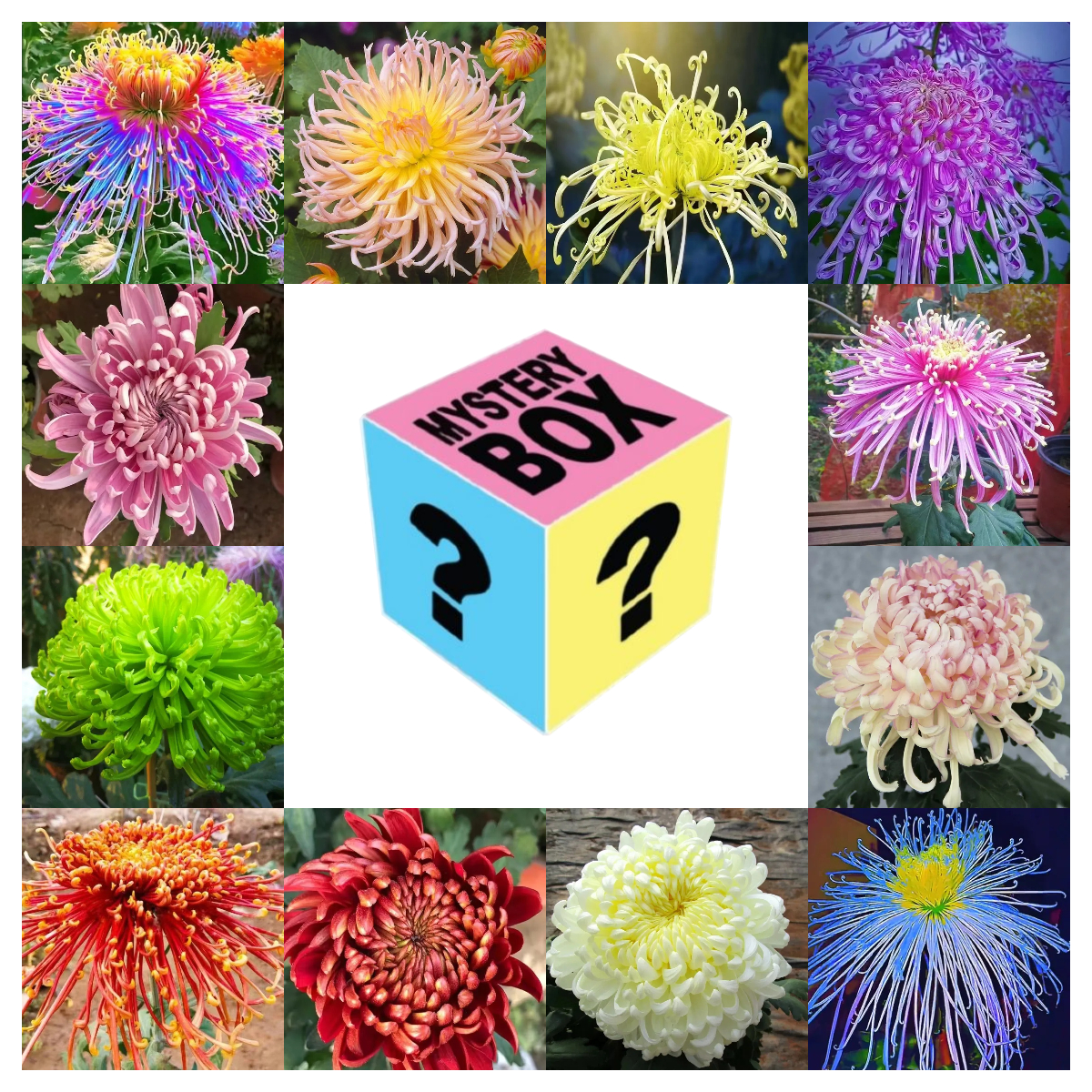 ✨ Ausgewählte Rare Chrysanthemen Seed Blind Box 🧃-- Voller Überraschungen und unerwarteter Ereignisse 💖