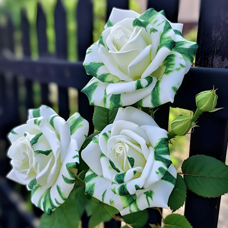 💖Ausgewählte🌹Zwillingsrosen🚀Super Rare