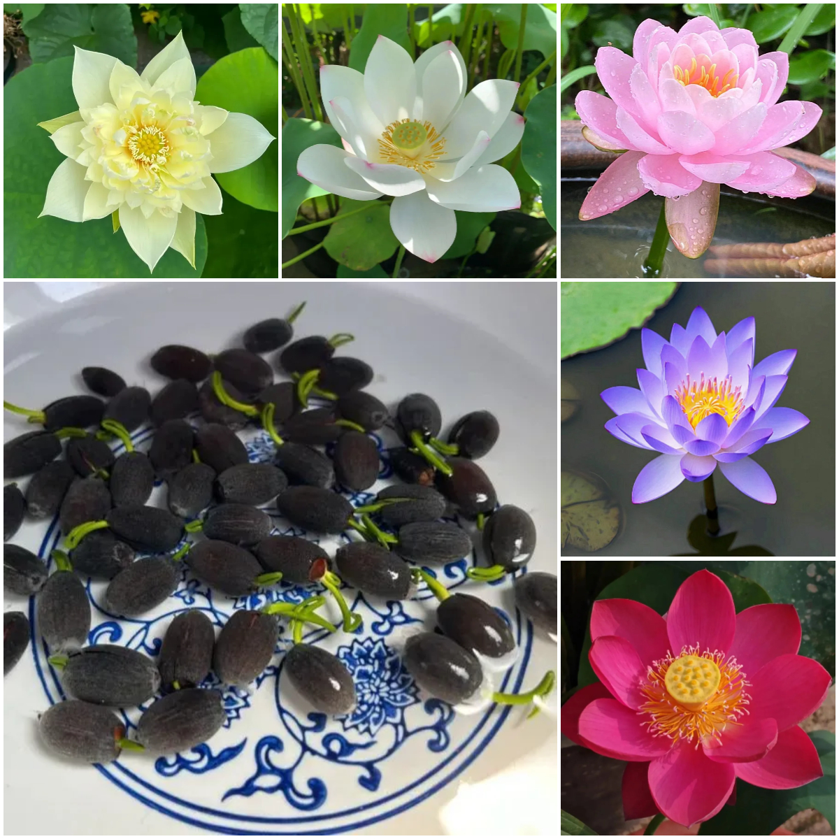 【🌸7 TAGE KEIMUNG🌸】LETZTER TAG SALE - 50% RABATT💐DIE HEILIGE BONSAI-SCHALE LOTUSBLÜTE