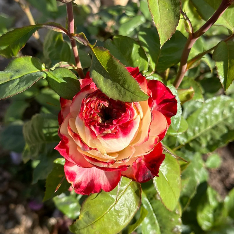 🔥Heißer Verkauf💖Seltene Rosensamen🚀Ausgewählte Samen