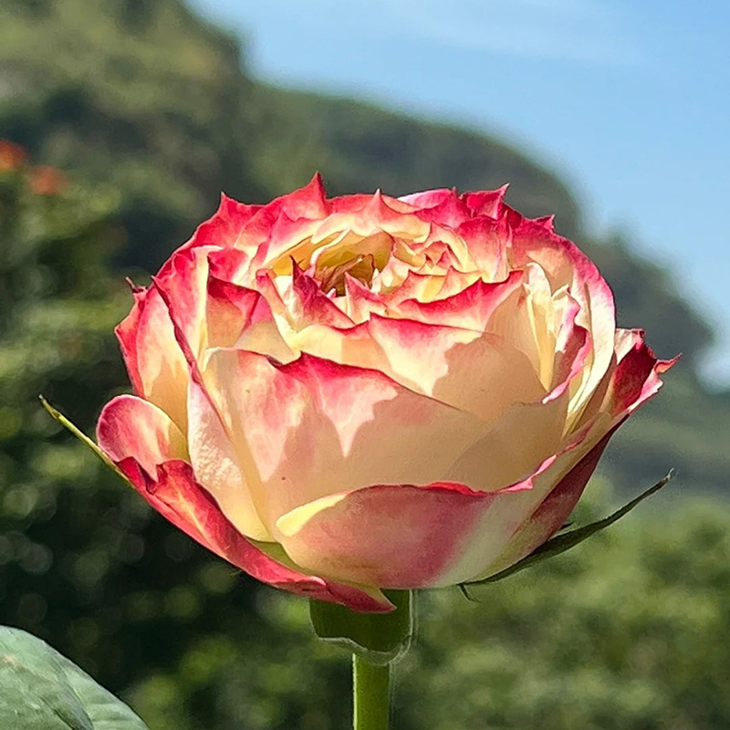 🔥Heißer Verkauf💖Seltene Rosensamen🚀Ausgewählte Samen