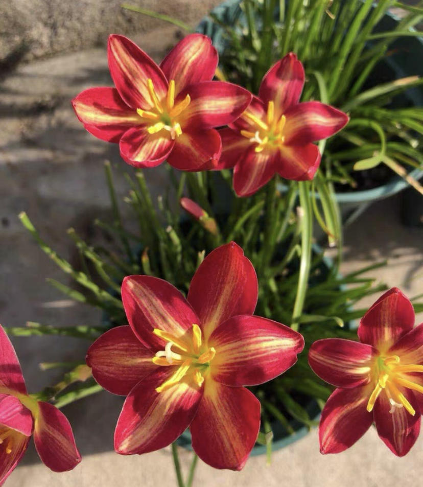 Rain orchid-Blooms once the next rain falls