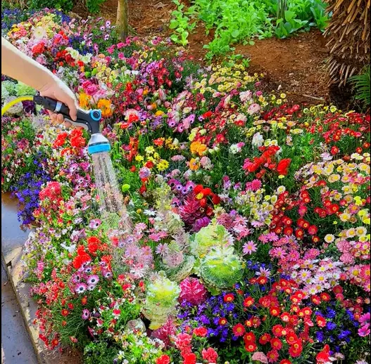 🔥53 % RABATT Gemischte mehrjährige Blumensamen – über 60 gemischte Sorten