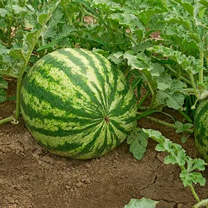 🍉WASSERMELONENKERNE FÜR FAULE