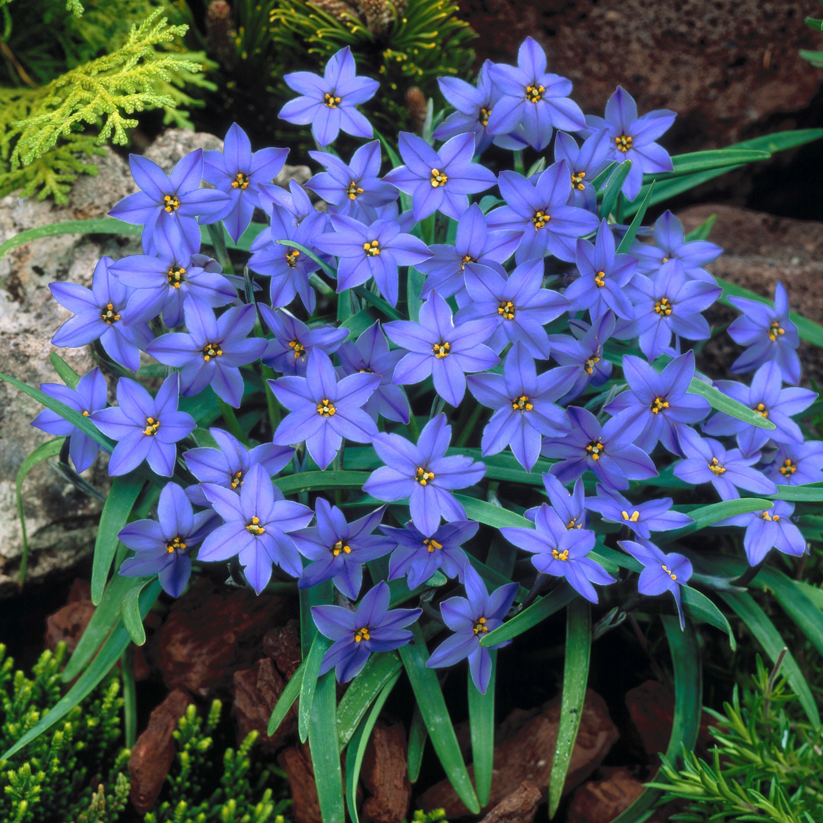 Rain orchid-Blooms once the next rain falls