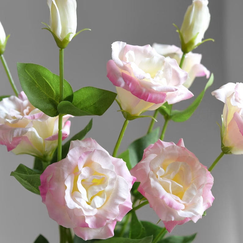 🔥53 % RABATT AUF GEMISCHTE LISIANTHUS 💥BESTSELLER IM JAHR 2024