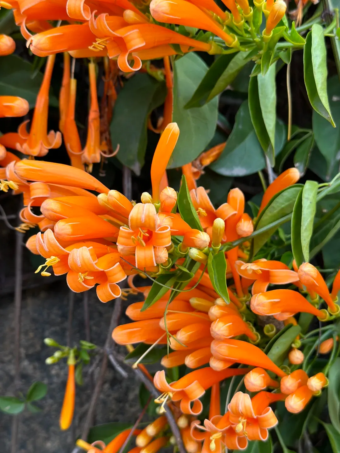 🧨Firecracker-Blumensamen: Kreieren Sie Ihren „Orange Waterfall“
