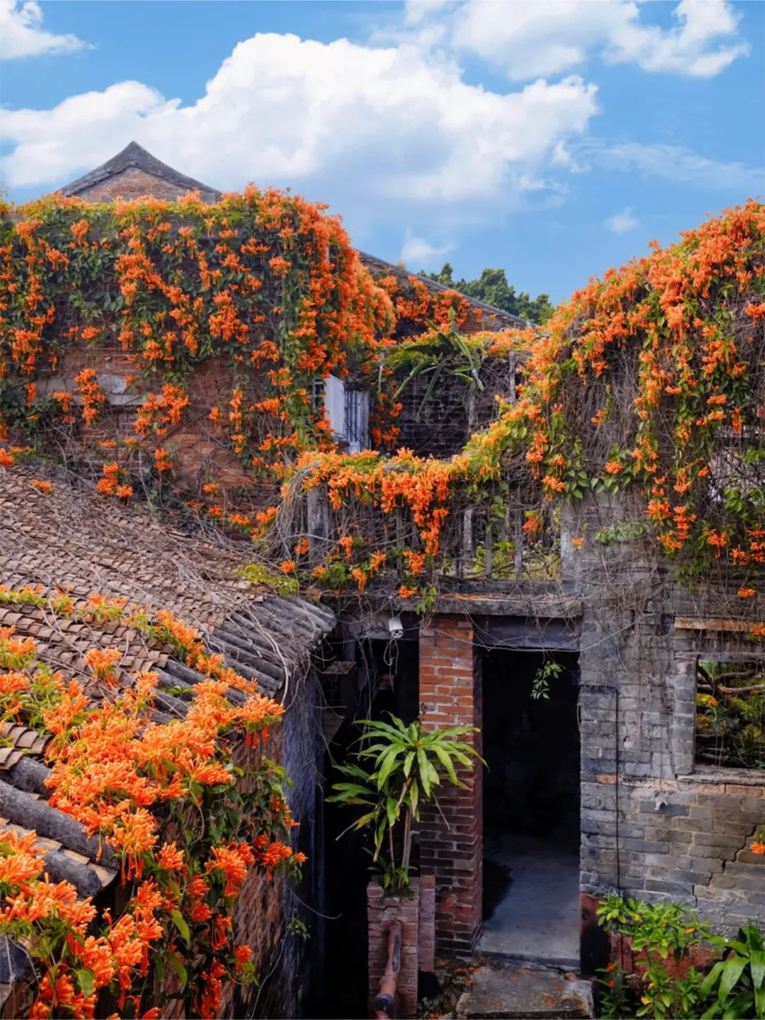 🧨Firecracker-Blumensamen: Kreieren Sie Ihren „Orange Waterfall“