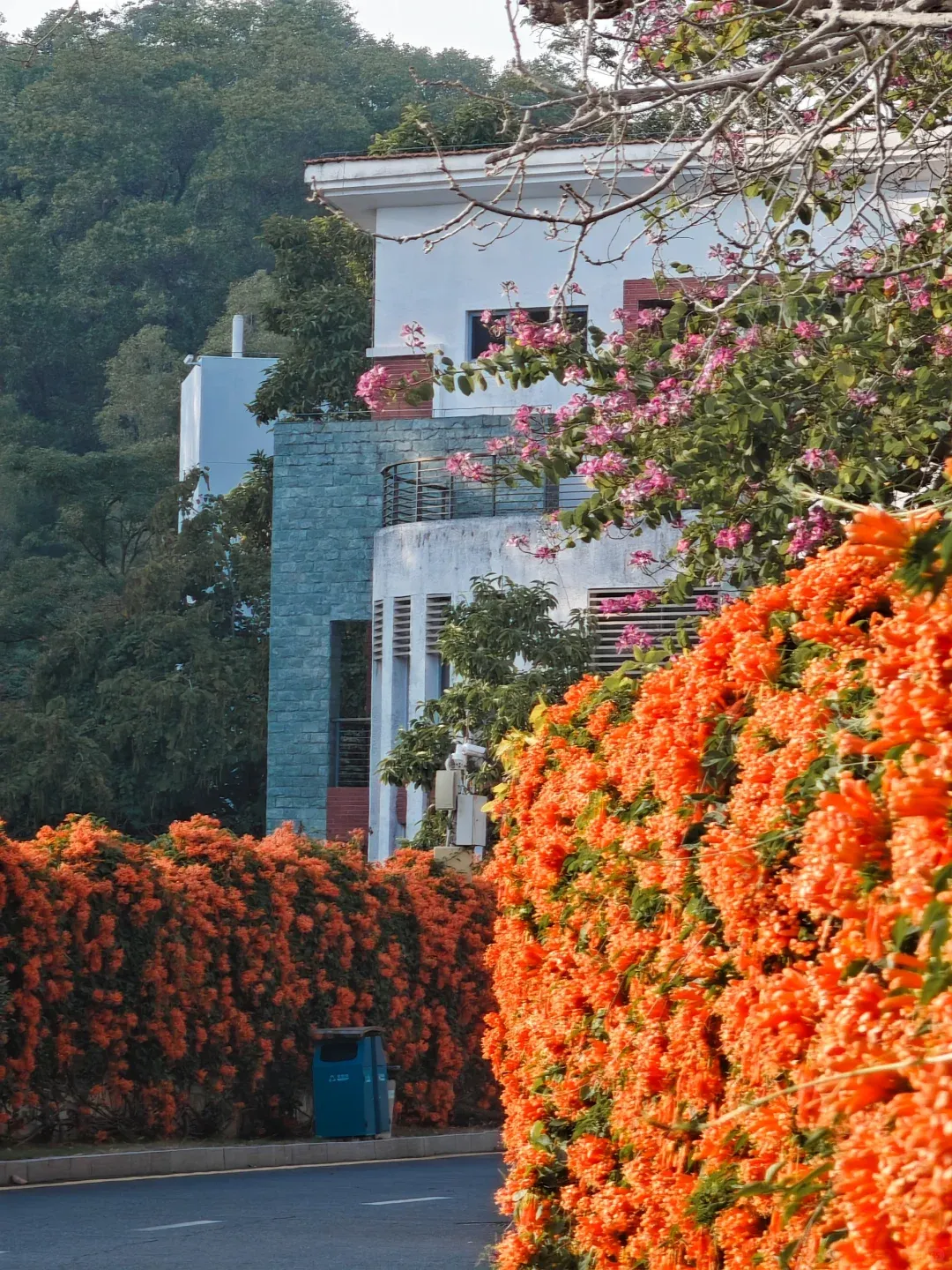 🧨Firecracker-Blumensamen: Kreieren Sie Ihren „Orange Waterfall“