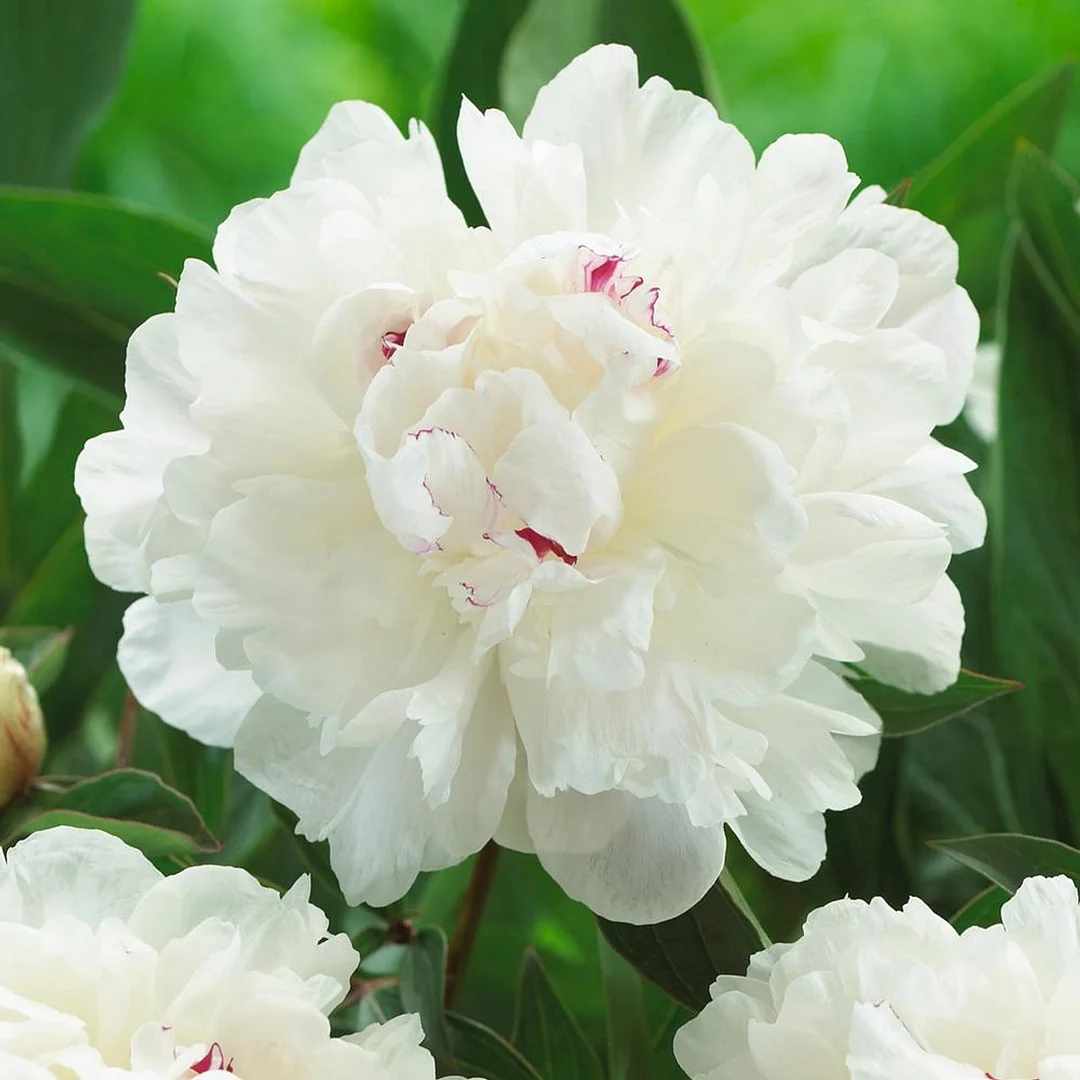 Mixed color peony seeds (autumn saw)