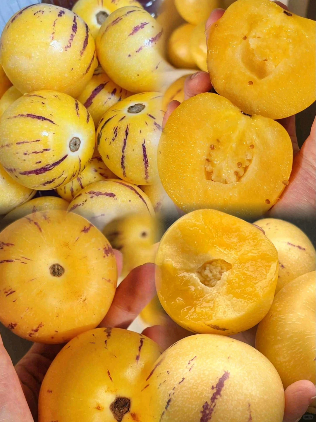 🦄Ginseng fruit seeds🌿A delicious and healthy fruit with low sugar and high protein
