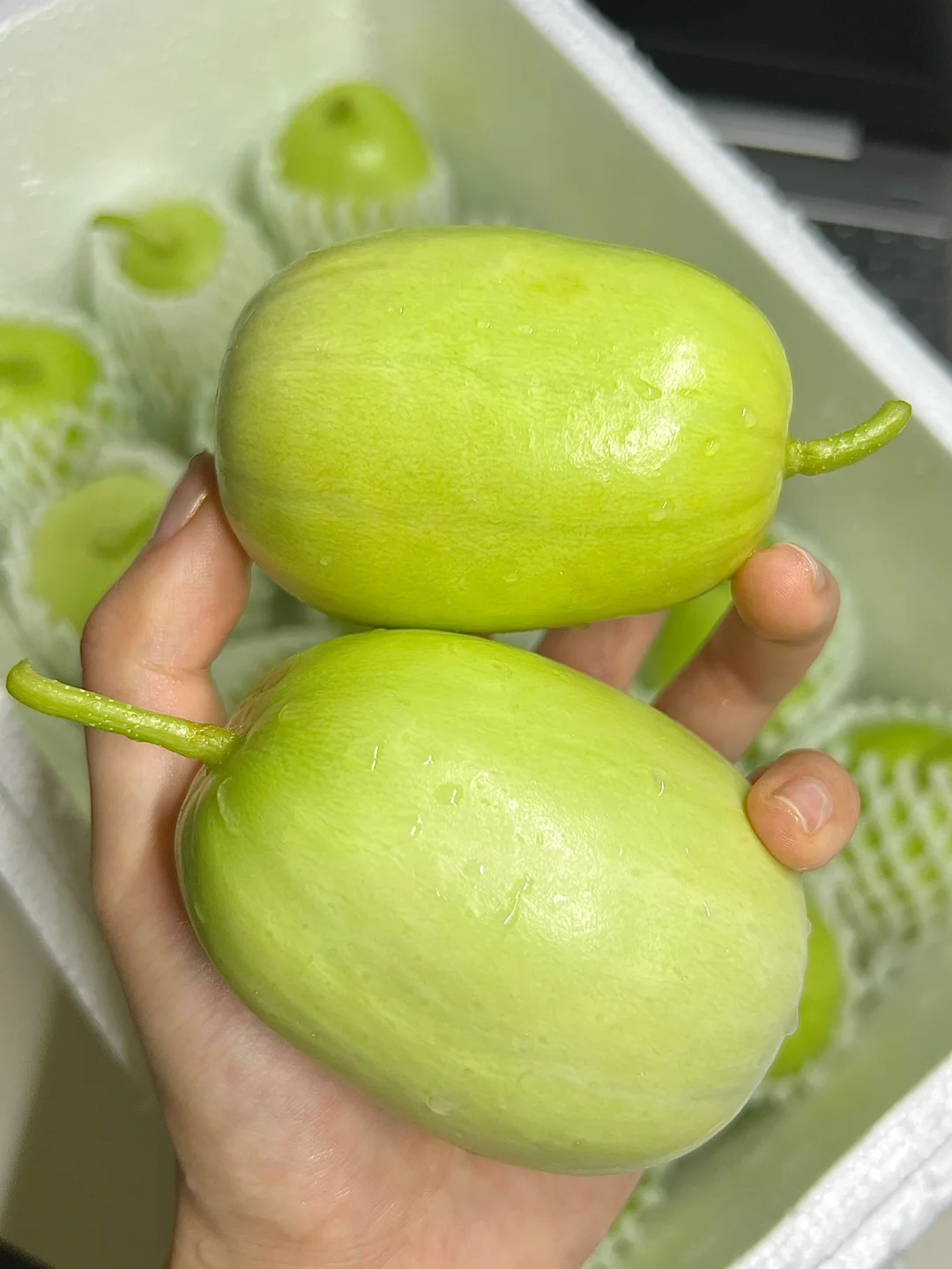 Jade Lady cucumber