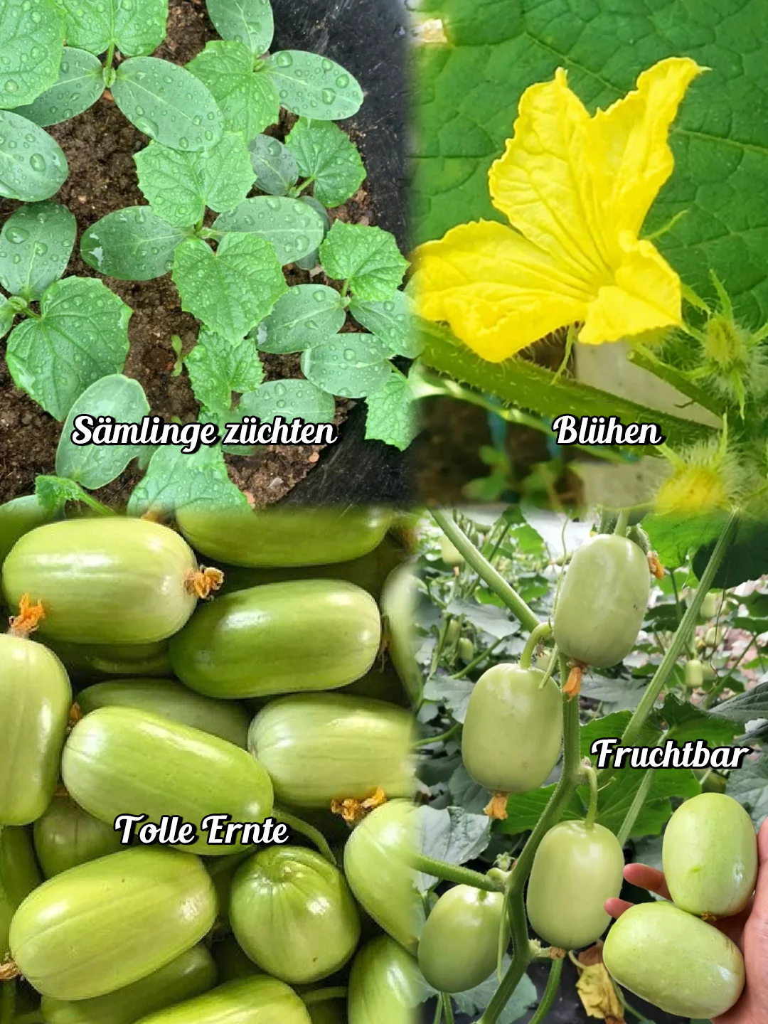 🌟 Jade Lady Gurkensamen🥒Erfrischend, knackig und zart🍃die erste Wahl für Köstlichkeiten!