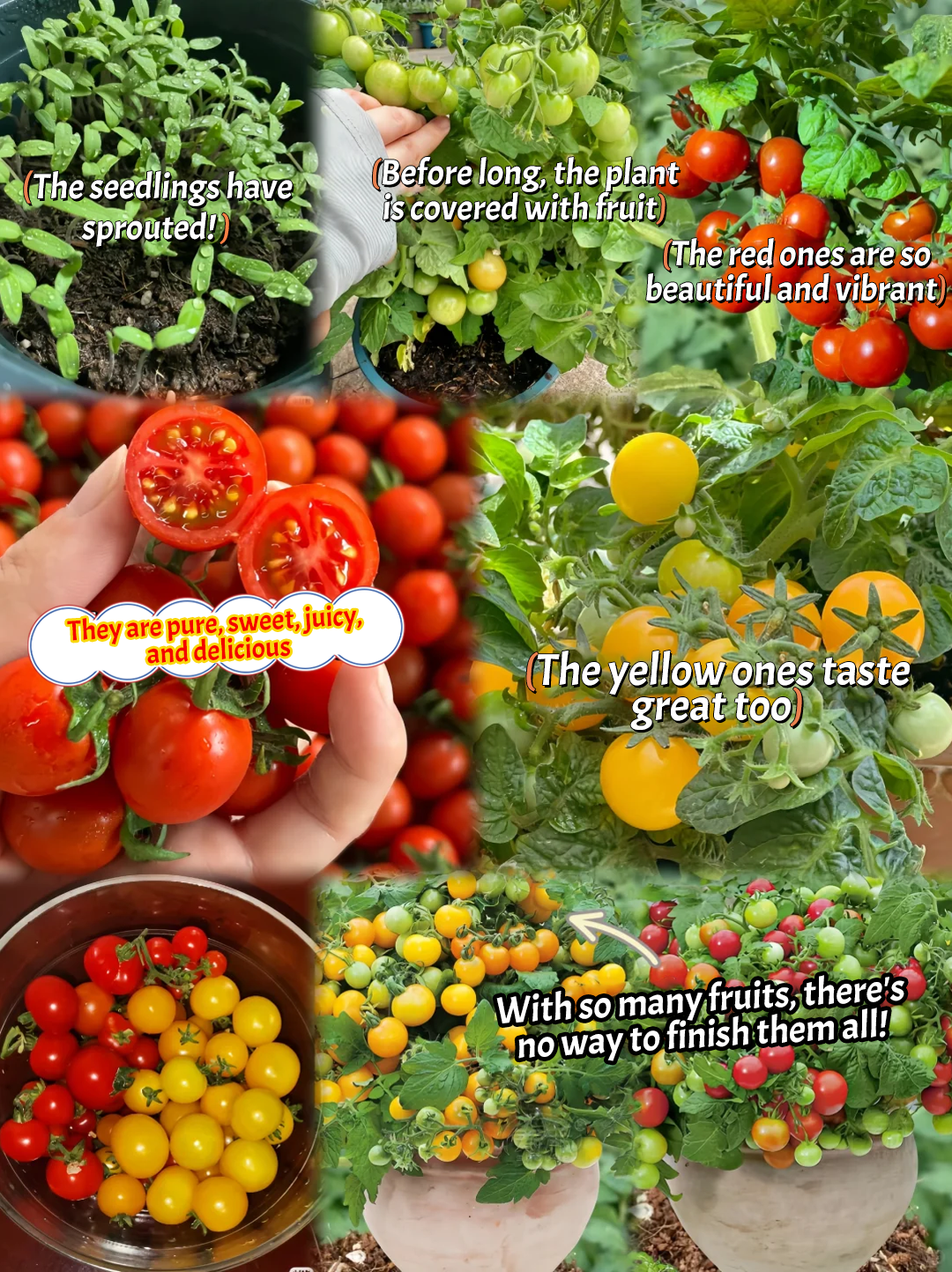 Dwarf Tomatos Seeds🍅Easy to Grow, Sweet Harvest