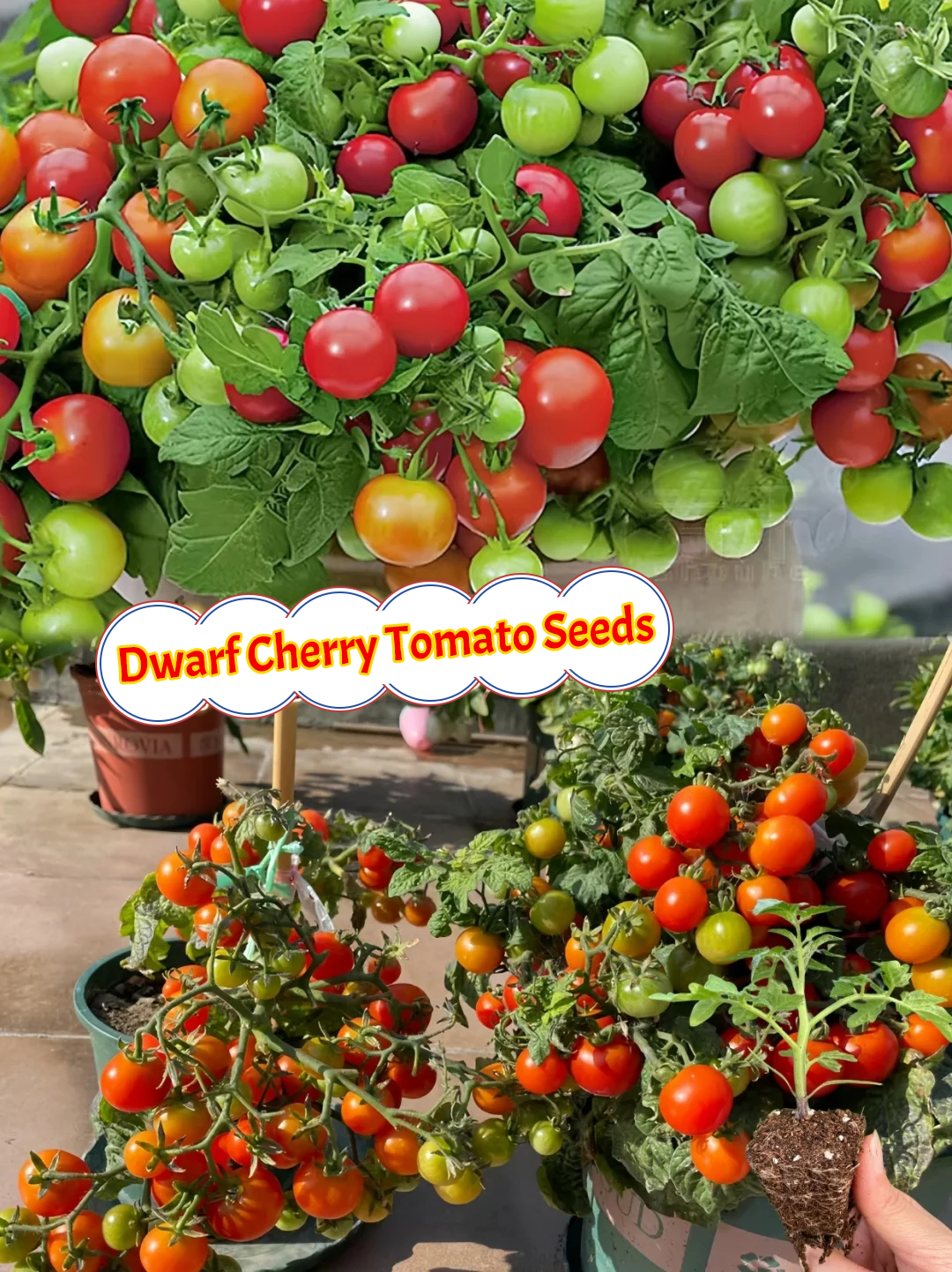Dwarf Tomatos Seeds🍅Easy to Grow, Sweet Harvest