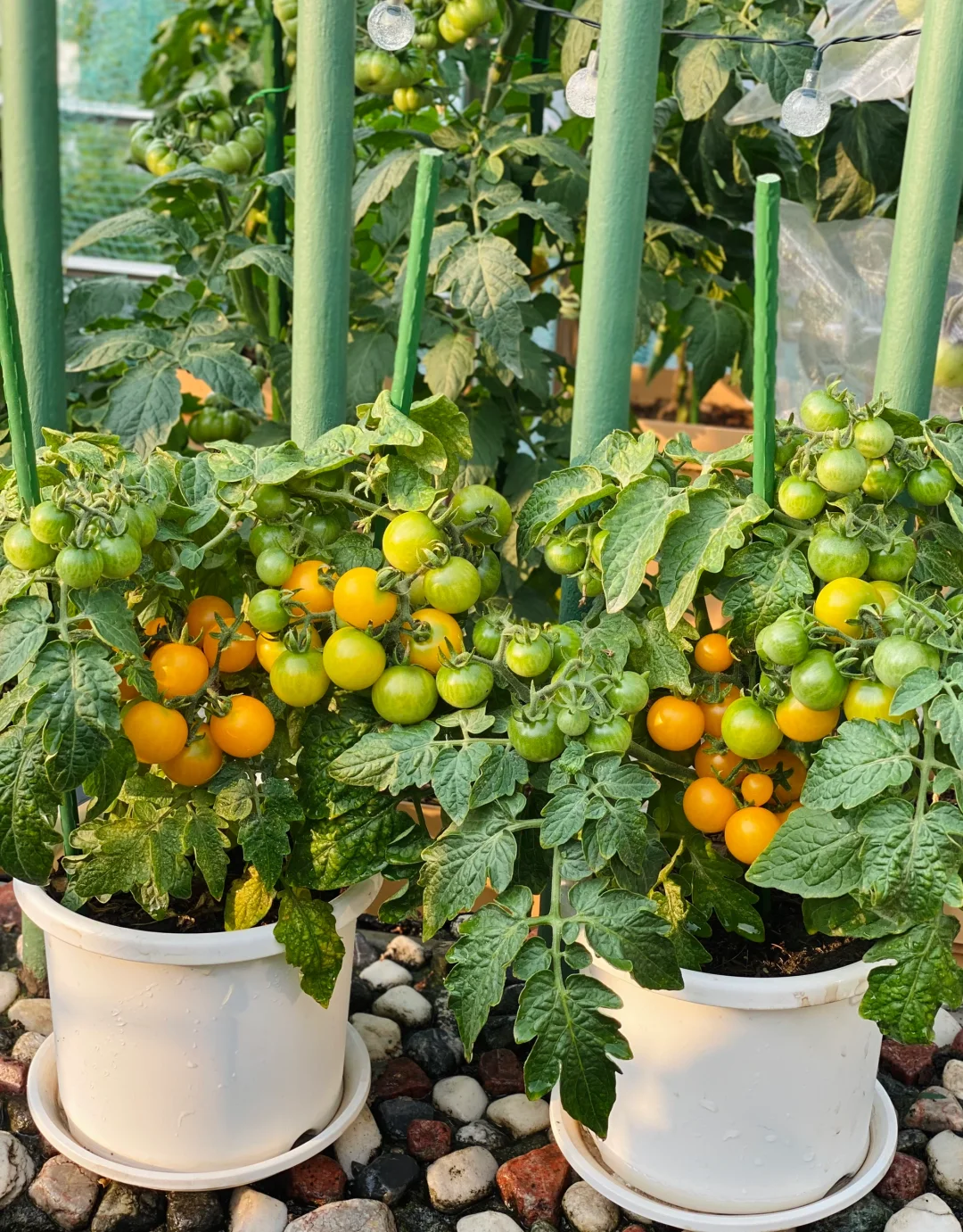 Dwarf Tomatos Seeds🍅Easy to Grow, Sweet Harvest