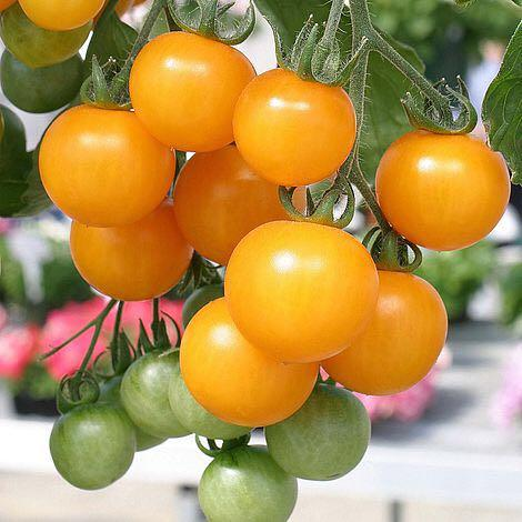 Dwarf Tomatos Seeds🍅Easy to Grow, Sweet Harvest