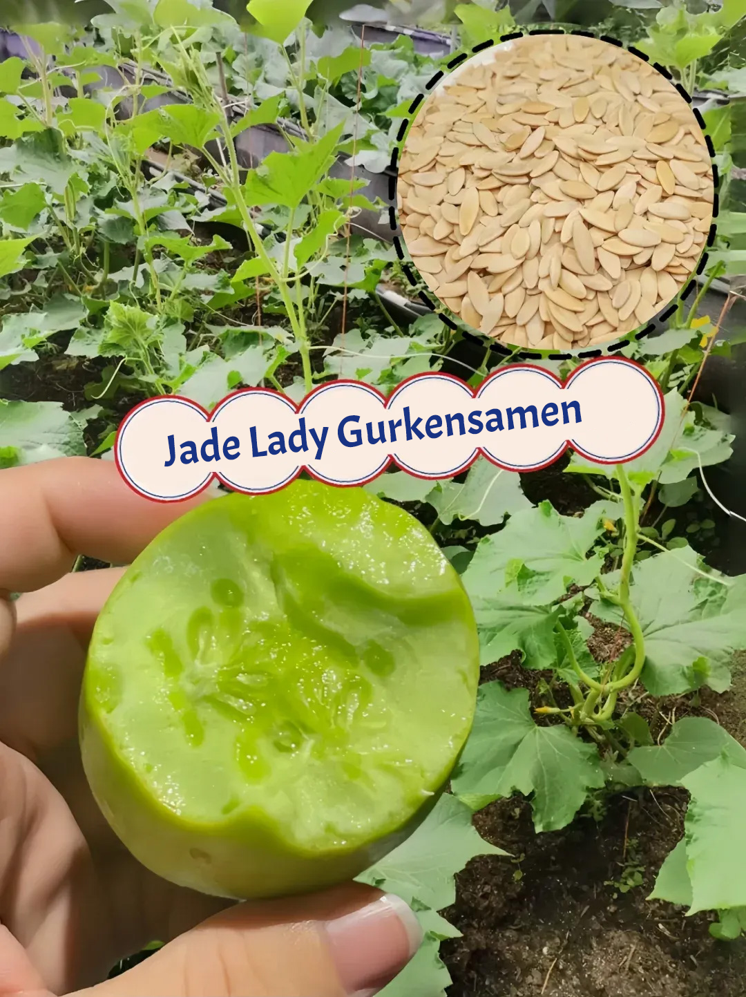 🌟 Jade Lady Gurkensamen🥒Erfrischend, knackig und zart🍃die erste Wahl für Köstlichkeiten!