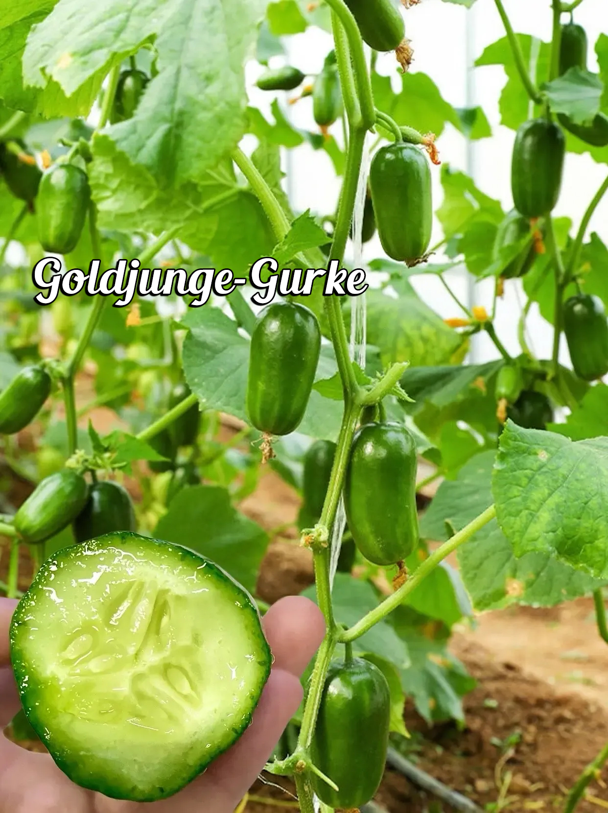 🌟 Jade Lady Gurkensamen🥒Erfrischend, knackig und zart🍃die erste Wahl für Köstlichkeiten!