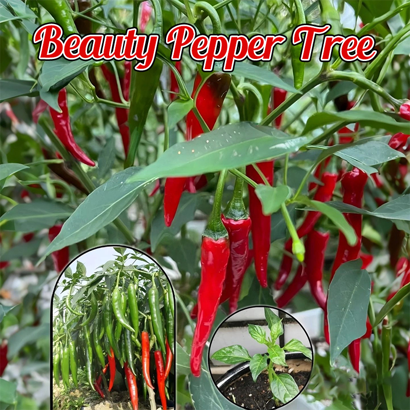 🌶️Roter Chili-Baum🌳Pfeffersamen 🔥Scharfe Sorte