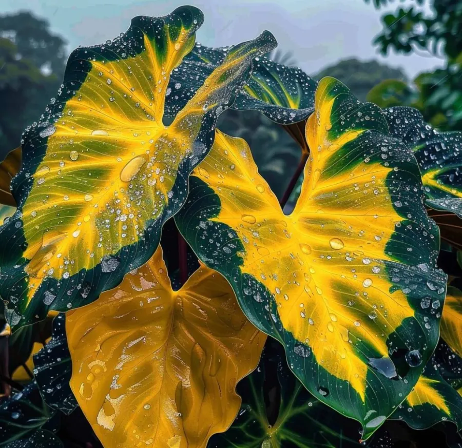 Rare Giant Multi-Color Caladium Bulbs