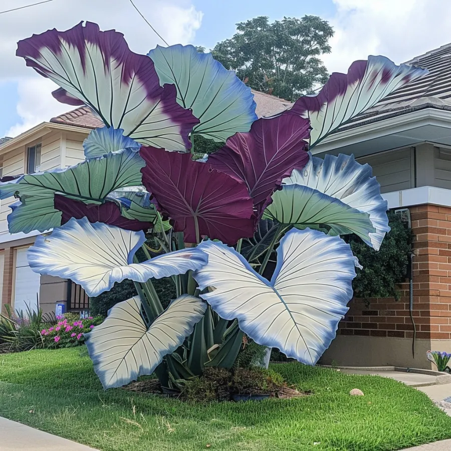 Rare Giant Multi-Color Caladium Bulbs