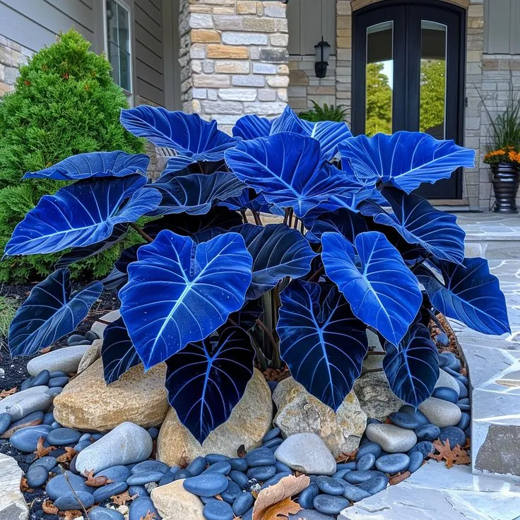 Rare Giant Multi-Color Caladium Bulbs