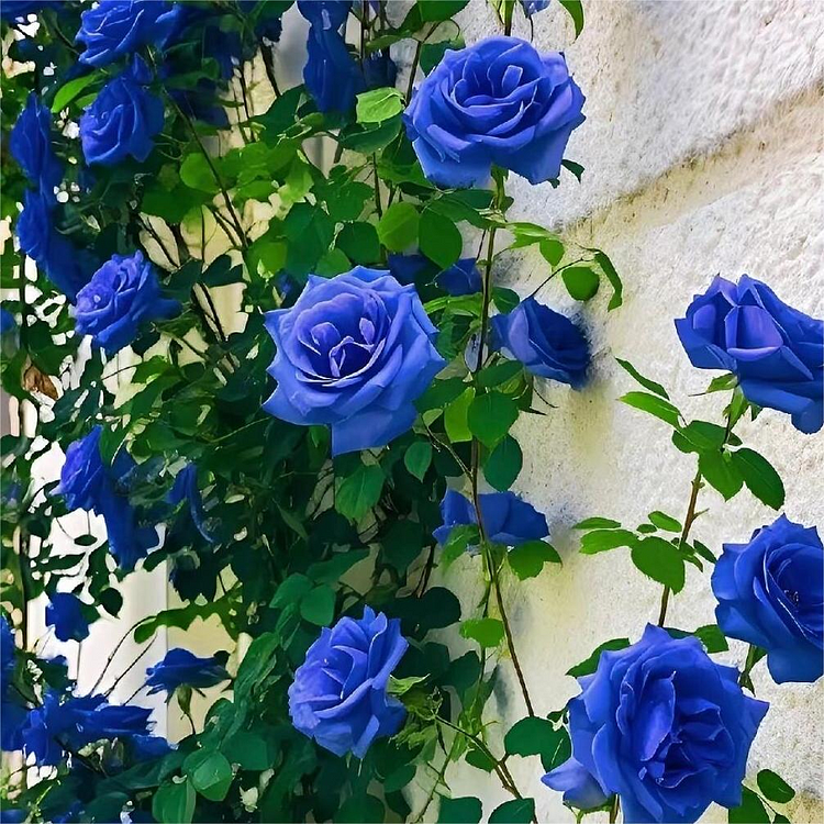 💙BLUE ENCHANTRESS ROSE SEEDS✨