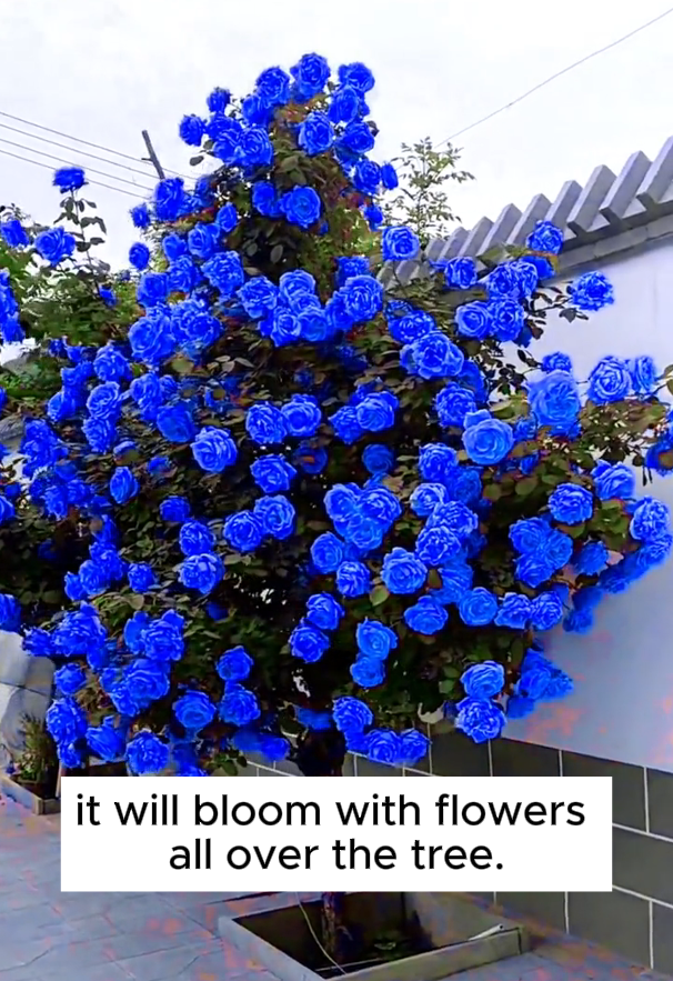 💙BLUE ENCHANTRESS ROSE SEEDS✨