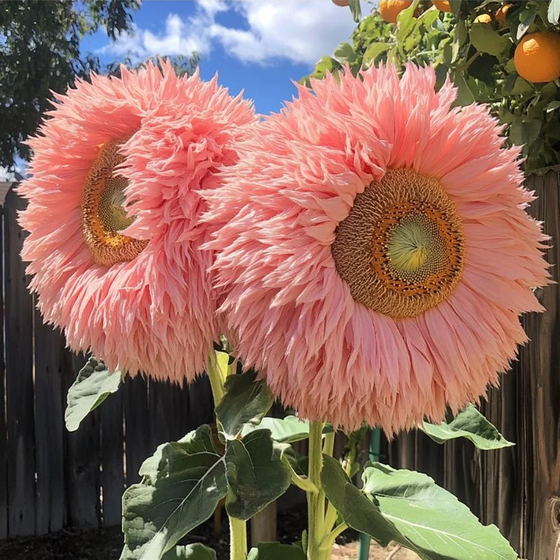 Rosa Riesenteddybär Sonnenblumen