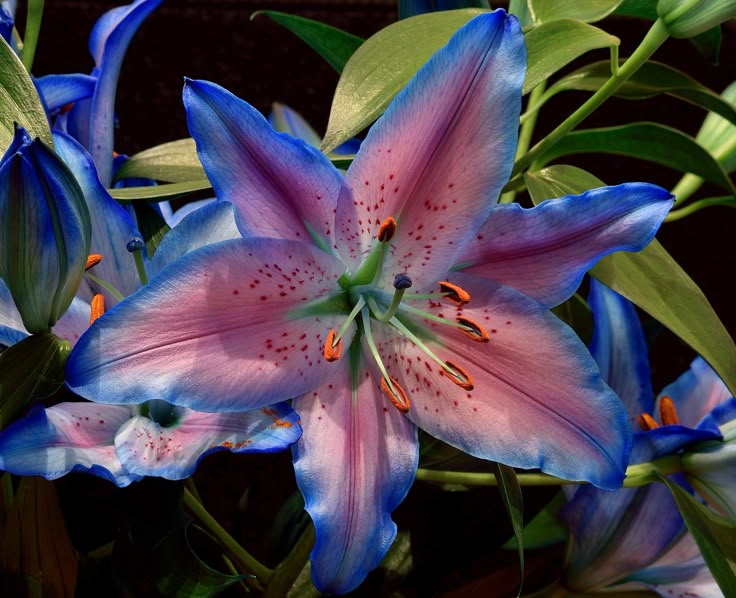 Liliensamen in seltenen Farben – Blüten voller Eleganz und Anmut 🌸
