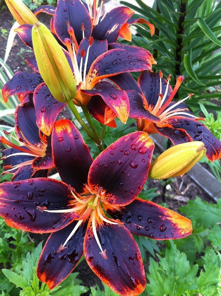 Liliensamen in seltenen Farben – Blüten voller Eleganz und Anmut 🌸