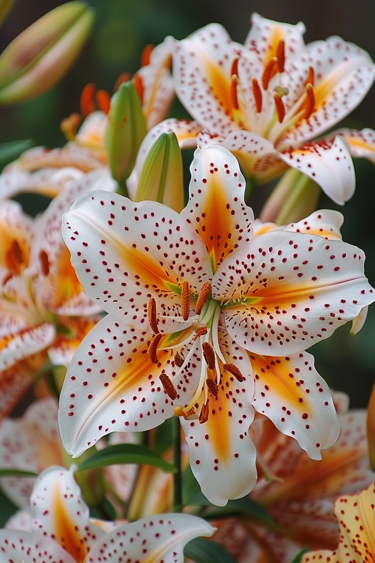 Liliensamen in seltenen Farben – Blüten voller Eleganz und Anmut 🌸