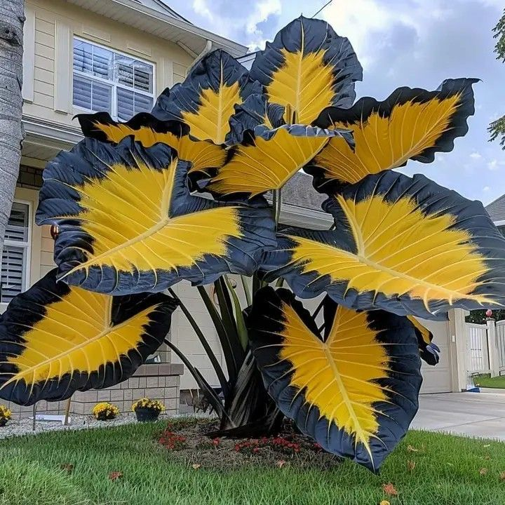 Rare Giant Multi-Color Caladium Bulbs