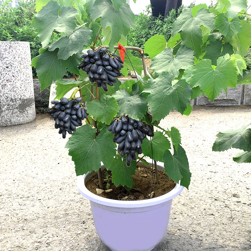 🍇Sapphire Trauben Saatgut⭐